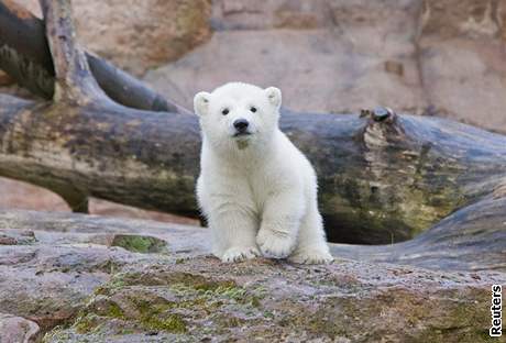 Ledn medvd Vloka ze zoo v Norimberku se pedstavila 8. dubna novinm