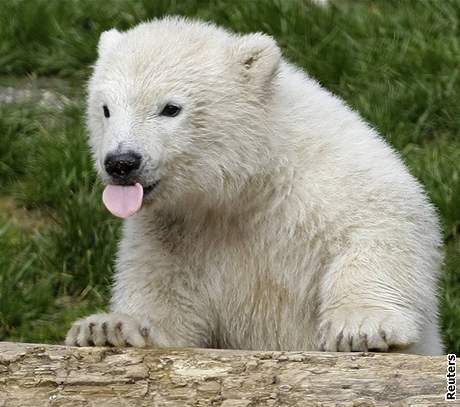 Ledn medvd Vloka ze zoo v Norimberku se pedstavila 8. dubna novinm