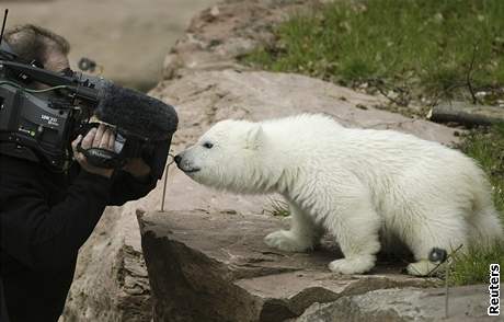 Ledn medvd Vloka ze zoo v Norimberku se pedstavila 8. dubna novinm