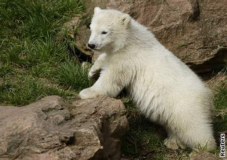 Ledn medvd Vloka ze zoo v Norimberku se pedstavila 8. dubna novinm