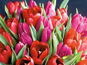 Kytice z tulipán