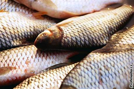 Skandinávci si dopávají více ne dvacet kilo ryb ron, ei pouze pt.