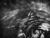 The Shark Tunnel - soutní fotografie eských autor