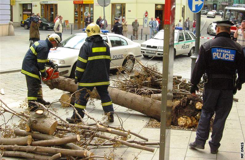 Na tyiatyicetiletou enu se v centru Brna zítil strom