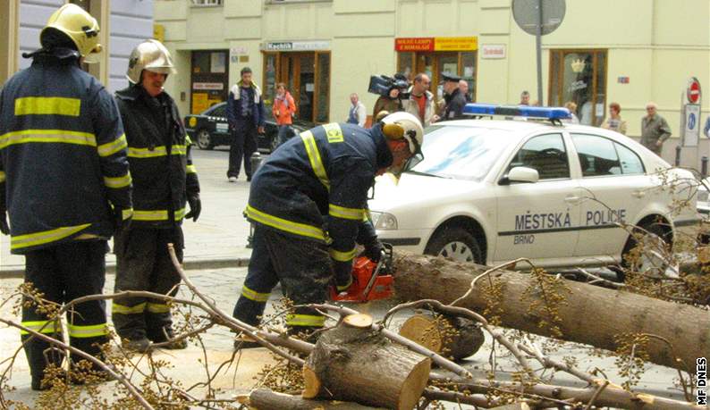 Na tyiatyicetiletou enu se v centru Brna zítil strom