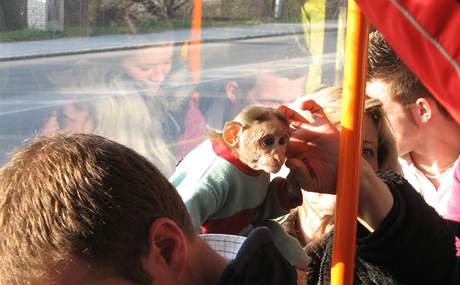 Opika v brnnsk tramvaji