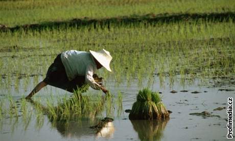 Ceny rýe na asijských trzích vzrostly na trojnásobek.