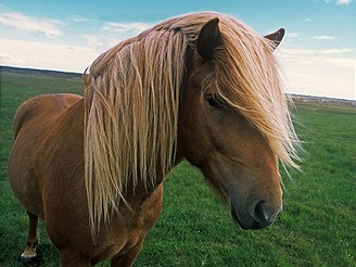 Islandští koně