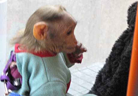Opika makak, která v brnnské tramvaji pokousala jedenáctiletou dívku