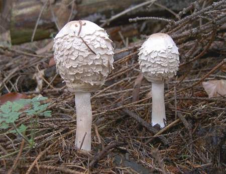 Bedla červenající (Macrolepiota rhacodes) - iDNES.cz