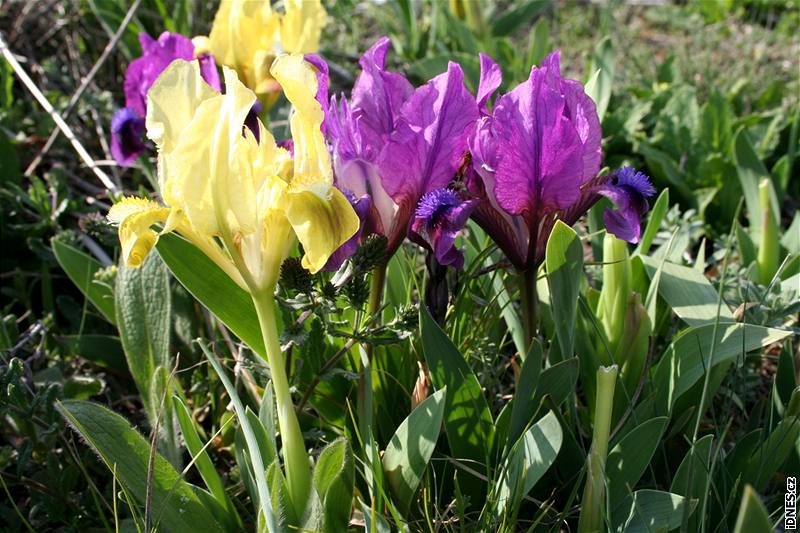 Rozkvetlá jarní zahrada ve vzácné jihomoravské lokalitě zvané Čejkovické Špidláky