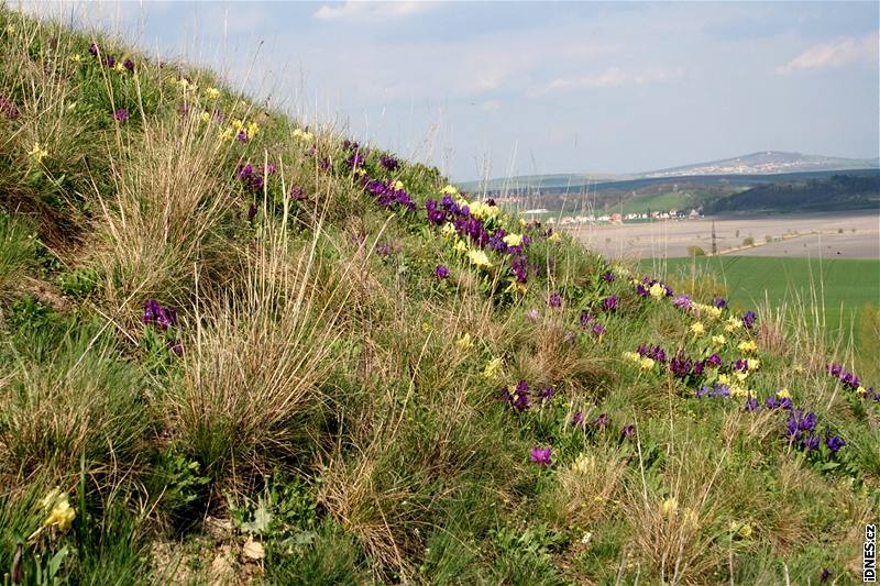 Rozkvetlá jarní zahrada ve vzácné jihomoravské lokalit zvané ejkovické pidláky