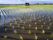 Rý�ová plantá�.