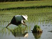 Rý�ová plantá�.