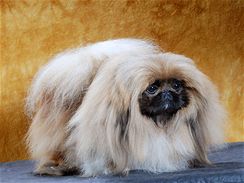 Pekinéz