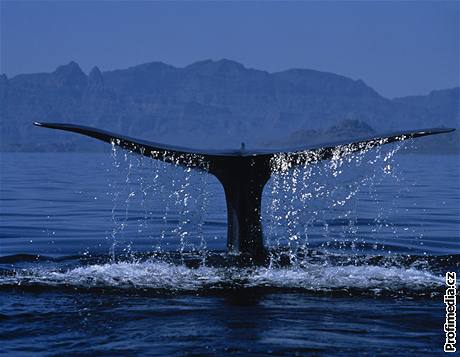 Plejtvák obrovský (Balaenoptera musculus)