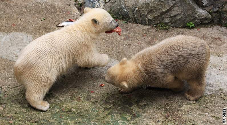 Ktiny estimsíních medvíat v brnnské zoo