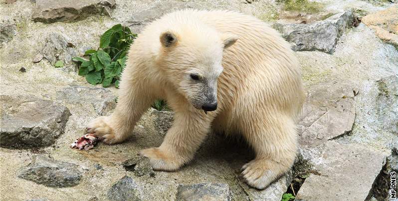 Ktiny estimsíních medvíat v brnnské zoo