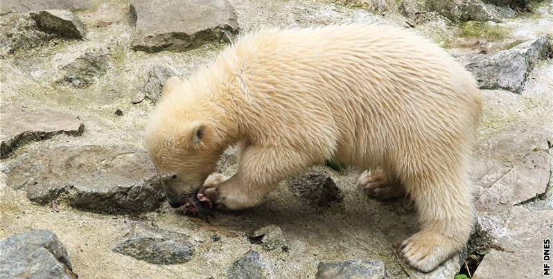 Křtiny šestiměsíčních medvíďat v brněnské zoo