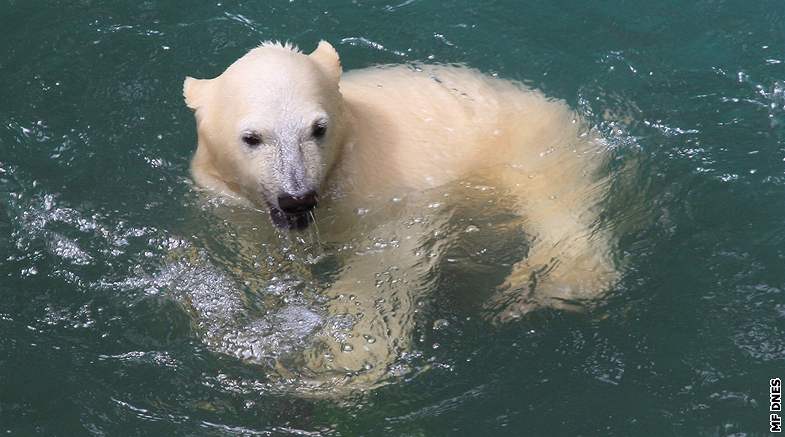 Křtiny šestiměsíčních medvíďat v brněnské zoo