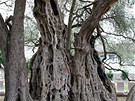 erná Hora - Starý Bar - nejstarí olivovník Evropy