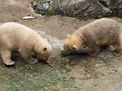 Ktiny estimsíních medvíat v brnnské zoo