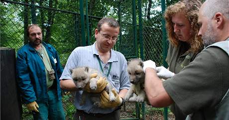 Vlata vlka arktického z brnnské zoo byla okována