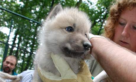 Vlata vlka arktickho z brnnsk zoo byla okovna