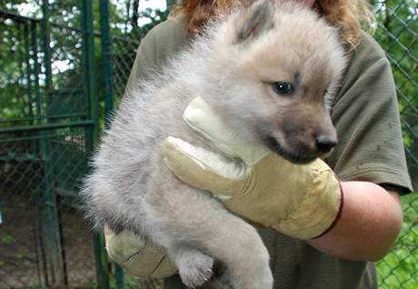 Vlata vlka arktickho z brnnsk zoo byla okovna