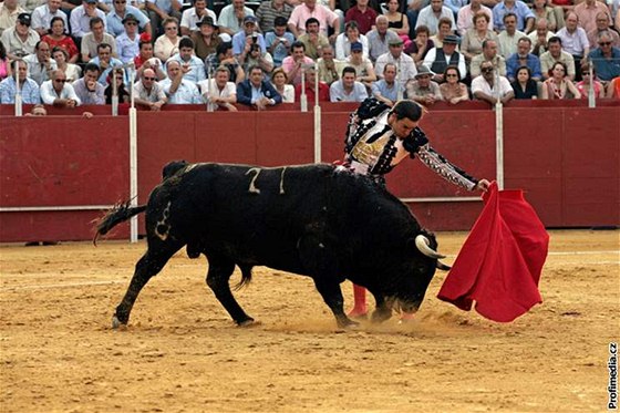 Zvíe neodejde z arény ivé nikdy, s polámaným tlem obas skoní i matador. Ilustraní foto.