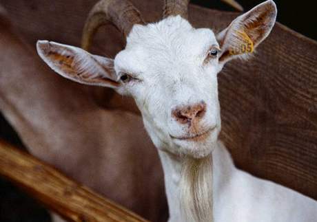 During the Jewish holiday of Yom Kippur, a goat was usually sacrificed in religious ceremonies to God