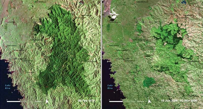 Úbytek pralesa ve Rwand