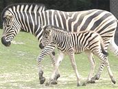 Brnnská zoo má nový pírstek - mlád zebry Chapmannovy