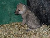 Brnnská zoo má nový pírstek - dvojata vlk arktických