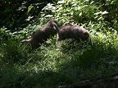 Dvojata vlka arktického z brnnské zoo