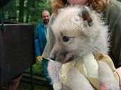 Vlata vlka arktického z brnnské zoo byla okována