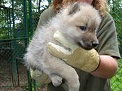 Vlata vlka arktického z brnnské zoo byla okována