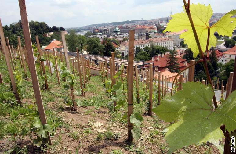 Svatováclavská vinice má rozlohu tém 7 000 metr tvereních