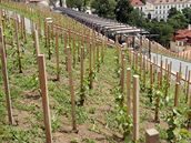 Svatováclavská vinice Richterovy vily Rýnský Ryzlink 