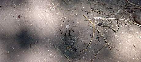 Granát v jelením výběhu brněnské zoo