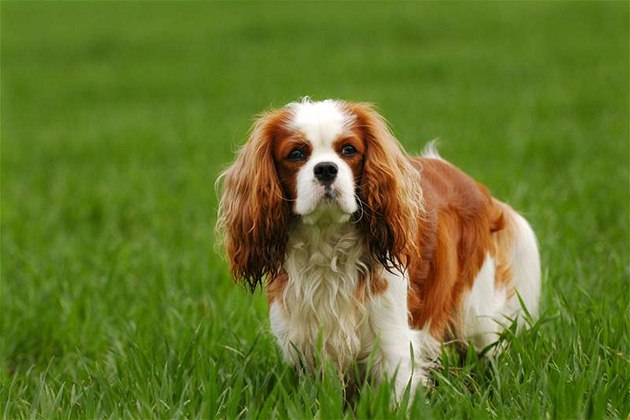Kavalír King Charles �pan�l