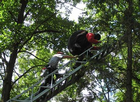 Parautista uvázl na strom. Ilustraní foto