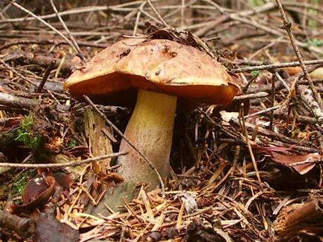 Hřib kovář (Boletus erythropus) - iDNES.cz