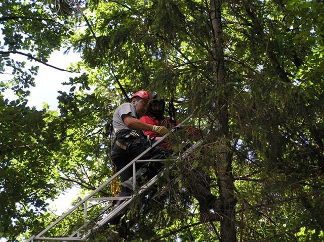 Záchrana parautisty, který uvízl v korun strom nedaleko obce Poleka na Klatovsku. . 