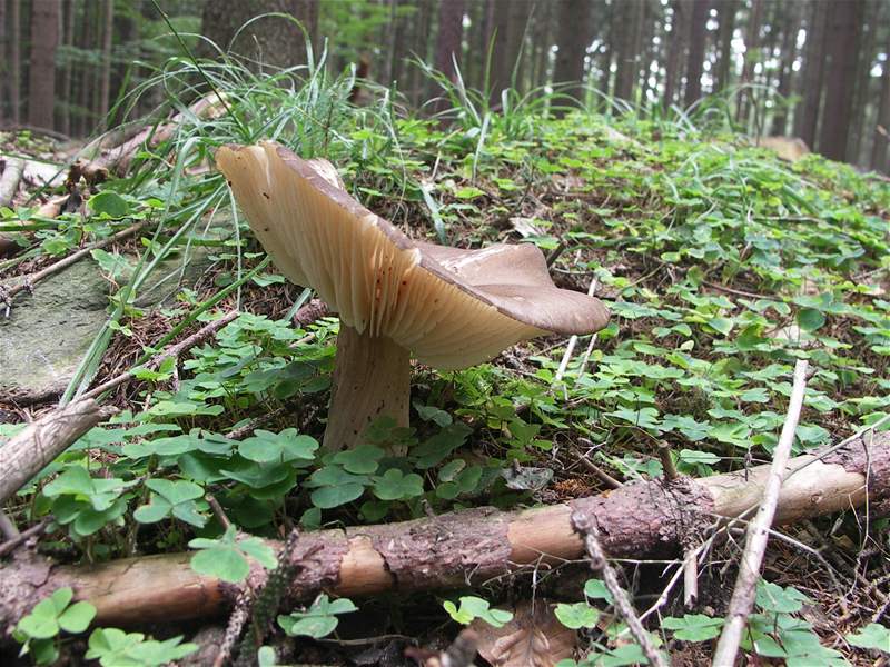 Nedovaené houby mohou ublíit vaemu zdraví