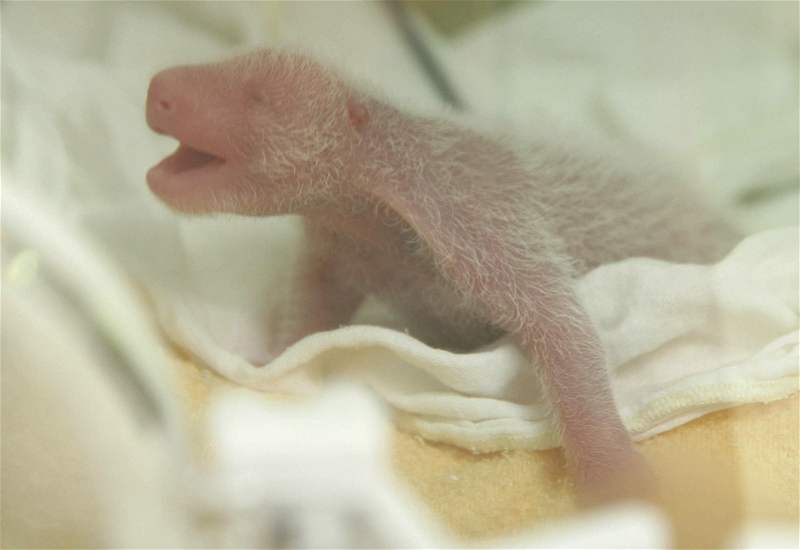 Novorozené mlád pandy.