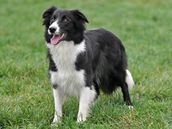 Border collie