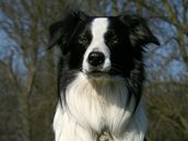 Border collie