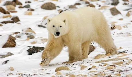 S ledními medvdy musí polárníci na picberkách poítat. Ilustraní foto