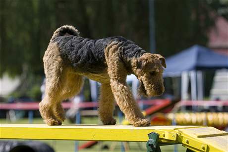 Airedale teriér